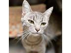 Adopt Sally a Gray, Blue or Silver Tabby Domestic Shorthair / Mixed (short coat)