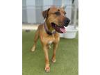 Adopt AVA a Rhodesian Ridgeback, Mixed Breed