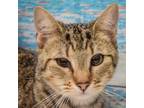 Adopt Tabitha a Brown Tabby Domestic Shorthair / Mixed (short coat) cat in
