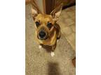 Adopt Socks a Tan/Yellow/Fawn Australian Cattle Dog / Boxer / Mixed dog in