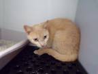 Adopt UNKNOWN a Domestic Short Hair