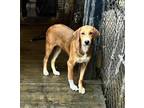 Adopt Kit Kat a Tricolor (Tan/Brown & Black & White) Golden Retriever / Shepherd