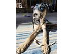 Adopt Goose a Merle Catahoula Leopard Dog / Mixed dog in Oneida, IL (41497456)