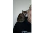 Adopt Frida a Tan or Fawn Tabby Domestic Shorthair (short coat) cat in Dunkirk