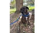 Adopt KARMA a Plott Hound, Pit Bull Terrier