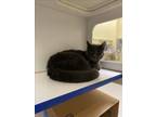 Adopt SASSAFRAS a Domestic Short Hair