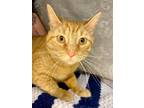 Adopt TABASCO a Domestic Shorthair / Mixed (short coat) cat in Wintersville