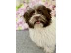 Adopt Mia a White - with Brown or Chocolate Havanese / Mixed dog in Palos Verdes