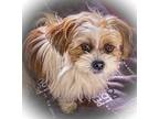Adopt Mitzi a White - with Brown or Chocolate Shih Tzu / Mixed dog in Palos