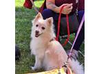Adopt Simba a White Pomeranian / Mixed dog in Morganville, NJ (41496607)