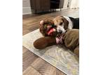 Adopt Huck a Tricolor (Tan/Brown & Black & White) Beagle / Mixed dog in Adel