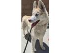 Adopt Tara a Siberian Husky / Mixed dog in Monterey, CA (41497387)