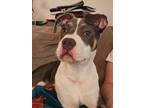 Adopt Stubby a Gray/Blue/Silver/Salt & Pepper American Pit Bull Terrier / Mutt /