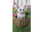 Adopt Peppermint Patty a White Domestic Mediumhair (medium coat) cat in Dunkirk