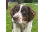 Adopt Merlin a Tricolor (Tan/Brown & Black & White) Australian Shepherd / Mixed