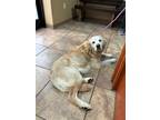 Adopt Princess~adopted! a Tan/Yellow/Fawn Golden Retriever / Labrador Retriever