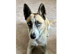 Adopt Sammy a Tan/Yellow/Fawn Husky / Australian Shepherd / Mixed dog in