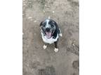 Adopt Leelou a Gray/Silver/Salt & Pepper - with Black Mutt / German Shepherd Dog