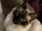 Adopt Julian (Courtesy Post) a Cream or Ivory (Mostly) Siamese / Mixed (short