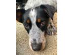 Adopt Rhea a Gray/Silver/Salt & Pepper - with Black Australian Cattle Dog /