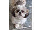 Adopt Ellie a White - with Gray or Silver Shih Tzu / Mixed dog in Greensboro