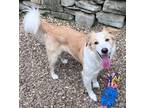 Adopt Pip a Tan/Yellow/Fawn - with White English Shepherd / Mutt / Mixed dog in