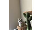 Adopt Rooster a White (Mostly) Siamese / Mixed (short coat) cat in Lubbock