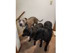 Adopt Bandit a Gray/Silver/Salt & Pepper - with White American Pit Bull Terrier