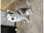 Adopt Kane a Black - with White Husky / German Shepherd Dog / Mixed dog in