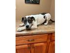 Adopt Hardy ~ meet me! a White - with Black Catahoula Leopard Dog / American