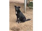 Adopt Yogi bear a Black - with White Mutt / German Shepherd Dog / Mixed dog in