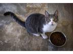 Adopt Duncan (FCID# 05/06/2024 - 42) a Gray, Blue or Silver Tabby Domestic