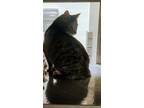 Adopt Sunbeam a Brown Tabby Domestic Shorthair / Mixed (short coat) cat in