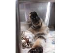Adopt Eliza a Brown Tabby Domestic Shorthair / Mixed (short coat) cat in