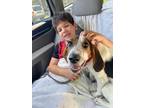 Adopt Fila a Tricolor (Tan/Brown & Black & White) Beagle / Mixed Breed (Medium)