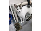 Adopt Angel a Domestic Shorthair / Mixed (short coat) cat in Ridgely