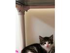 Adopt Sophia a Domestic Shorthair / Mixed (short coat) cat in Ridgely