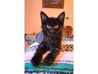 Adopt Jeep a Domestic Shorthair / Mixed (short coat) cat in Ridgely