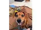 Adopt Winnie a Dachshund / Mixed dog in Grants Pass, OR (41493950)