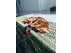 Adopt Leo a Brown or Chocolate Bengal / Mixed (short coat) cat in Hallandale