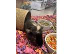 Adopt Bill a Black Guinea Pig (long coat) small animal in Worcester