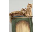 Adopt Frito and Leo a Orange or Red Domestic Mediumhair / Mixed (medium coat)