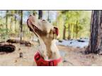 Adopt Bear a Tan/Yellow/Fawn - with White American Pit Bull Terrier / Mixed dog