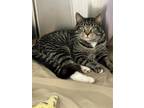 Adopt Wahoo a Brown Tabby Domestic Shorthair / Mixed (short coat) cat in