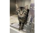Adopt Hokie a Brown Tabby Domestic Shorthair / Mixed (short coat) cat in