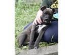 Adopt Dill a Black - with White American Pit Bull Terrier / Mixed dog in