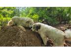 Adopt Biscuit a White - with Brown or Chocolate Great Pyrenees / Great Pyrenees