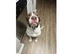 Adopt Bud a Brown/Chocolate - with White Mastiff / American Pit Bull Terrier /