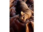Adopt Maple a Brown Tabby Domestic Shorthair / Mixed (short coat) cat in