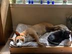 Adopt Ada a Tan/Yellow/Fawn - with White Basenji / Terrier (Unknown Type
